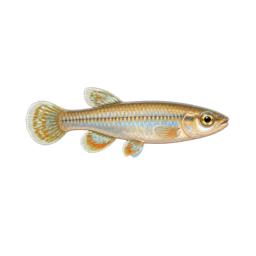 Killifish