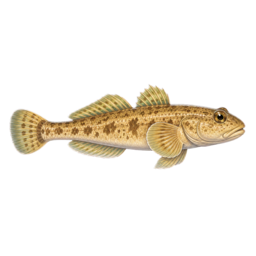 Sand Goby