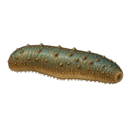 Морской огурец image